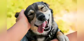 Esto dice la psicología de ti si acariciar perros es algo que haces de forma automática cada vez que ves uno, según estudio Esto dice la psicología de ti si acariciar perros es algo que haces de forma automática cada vez que ves uno, según estudio
