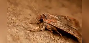 Descubren que un animal mira las estrellas de la Vía Láctea como una brújula para viajar largas distancias Descubren que un animal mira las estrellas de la Vía Láctea como una brújula para viajar largas distancias