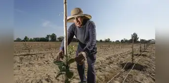 Poemas cortos por el Día del Campesino 2025 en Perú para niños de primaria e inicial Poemas cortos por el Día del Campesino 2025 en Perú para niños de primaria e inicial