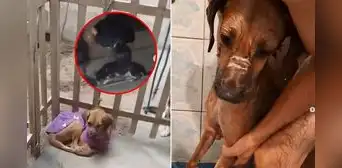 Mujer ofrece refugio privado para animales en Comas, pero es captada agrediéndolos: exigen rescate de mascotas Mujer ofrece refugio privado para animales en Comas, pero es captada agrediéndolos: exigen rescate de mascotas