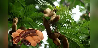 El fruto tropical que ayuda a mejorar la digestión y a reducir el colesterol naturalmente El fruto tropical que ayuda a mejorar la digestión y a reducir el colesterol naturalmente
