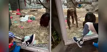 Chimpancé se sorprende al ver la pierna protésica de hombre: llama a sus amigos para que la observen también