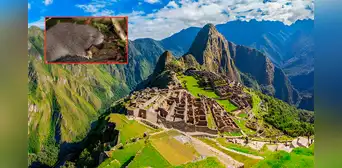 Científicos descubren una nueva especie de roedor en Machu Picchu: así luce este misterioso animal hallado en los Andes del sur del Perú Científicos descubren una nueva especie de roedor en Machu Picchu: así luce este misterioso animal hallado en los Andes del sur del Perú