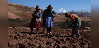Más de 32 mil hectáreas de cultivo en riesgo por intensas heladas en la región de Arequipa Más de 32 mil hectáreas de cultivo en riesgo por intensas heladas en la región de Arequipa