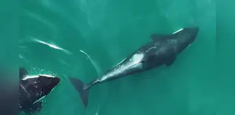 Científicos graban por primera a un grupo de orcas usando una herramienta para sus rutinas de belleza