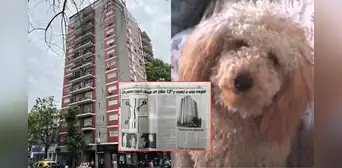 El perro caniche que cayó del piso 13 de un edificio en Argentina y provocó la muerte de tres personas