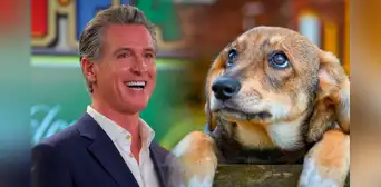 Nueva ley de California favorece a mascotas: beneficios clave de la SB 1217 firmada por Gavin Newsom
