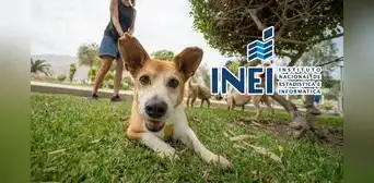 Desde julio, INEI medirá cuántos hogares tienen mascotas como parte de sus encuestas nacionales