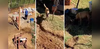 Perrito que 'trabaja' como ayudante en construcción causa ternura en redes: "Súbanle el sueldo"