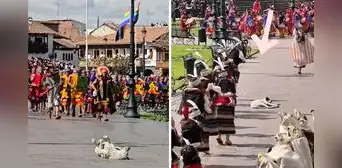 Perrito se queda dormido en pleno Inti Raymi y actores decidieron no molestarlo: “El favorito del inca” Perrito se queda dormido en pleno Inti Raymi y actores decidieron no molestarlo: “El favorito del inca”