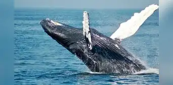 Miles de ballenas llegan al mar peruano en asombroso espectáculo desde Chile y la Antártida: ¿en dónde verlas?