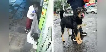 Perrito sin hogar al que hombre le robó su frazada fue adoptado: ¡Historia con final feliz! Perrito sin hogar al que hombre le robó su frazada fue adoptado: ¡Historia con final feliz!