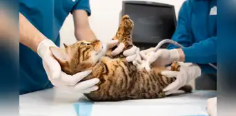 Mujer ve morir a su gato mientras ayuda en la operación por falta de personal y la clínica le exige pagar cirugía