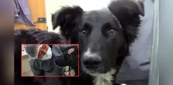 Jackson, el perro que salvó a su dueña de ser apuñalada por su expareja: sufrió heridas graves por defenderla