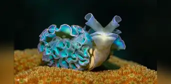 Científicos descubren que un animal marino roba partes del cuerpo de sus presas para usar sus 'poderes' Científicos descubren que un animal marino roba partes del cuerpo de sus presas para usar sus 'poderes'