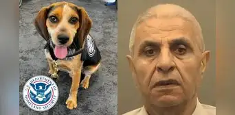 Hombre egipcio es deportado tras patear a perro policía de CBP: can había olfateado productos prohibidos en su maleta Hombre egipcio es deportado tras patear a perro policía de CBP: can había olfateado productos prohibidos en su maleta