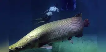 Este es el pez más grande del mundo y habita en Sudamérica: alcanza los tres metros y pesa más de 220 kilos Este es el pez más grande del mundo y habita en Sudamérica: alcanza los tres metros y pesa más de 220 kilos