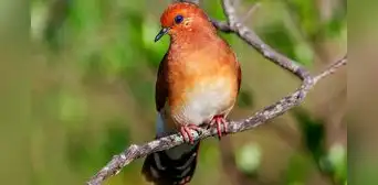 Paloma ojiazul, el ave que se creía extinta pero fue avistada por ornitólogo en Brasil: solo quedan 17 ejemplares Paloma ojiazul, el ave que se creía extinta pero fue avistada por ornitólogo en Brasil: solo quedan 17 ejemplares