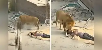 ¿Leones en una construcción? La verdad detrás del video viral con 10 millones de vistas en TikTok ¿Leones en una construcción? La verdad detrás del video viral con 10 millones de vistas en TikTok