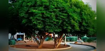 Este es el árbol con la madera más fuerte del mundo y está ubicado en América Latina: lleva siglos de antigüedad Este es el árbol con la madera más fuerte del mundo y está ubicado en América Latina: lleva siglos de antigüedad