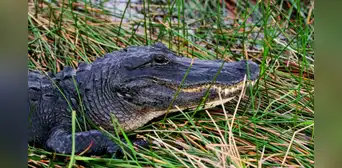 Caimán mata a mujer en Florida con letal 'giro de la muerte' durante paseo en canoa con su esposo: no quedaron rastros Caimán mata a mujer en Florida con letal 'giro de la muerte' durante paseo en canoa con su esposo: no quedaron rastros