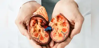 La enfermedad renal avanza en silencio: siete hábitos clave para cuidar tus riñones desde joven La enfermedad renal avanza en silencio: siete hábitos clave para cuidar tus riñones desde joven
