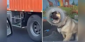 Camionero adapta su unidad para viajar con sus mascotas y es furor en redes: "Lleva carga valiosa" Camionero adapta su unidad para viajar con sus mascotas y es furor en redes: "Lleva carga valiosa"