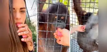 Deportista rusa genera indignación tras difundir video donde hace fumar a orangután en peligro de extinción Deportista rusa genera indignación tras difundir video donde hace fumar a orangután en peligro de extinción