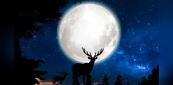 Calendario lunar de julio: cuándo brillará la luna llena y cuáles serán las fases lunares en este mes Calendario lunar de julio: cuándo brillará la luna llena y cuáles serán las fases lunares en este mes