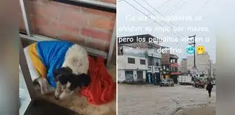 Peruana acoge a perritos callejeros en su tienda en Ventanilla y usuarios resaltan su noble acción: "Dios bendiga tu negocio" Peruana acoge a perritos callejeros en su tienda en Ventanilla y usuarios resaltan su noble acción: "Dios bendiga tu negocio"