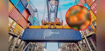 Perú vende más de 100.000 toneladas de estas frutas a los mercados internacionales: tienen vitamina C y se compra en Estados Unidos Perú vende más de 100.000 toneladas de estas frutas a los mercados internacionales: tienen vitamina C y se compra en Estados Unidos