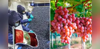 Perú crece y se posiciona dentro del top 10 exportadores de frutas en el mundo: arándanos son los preferidos en EE. UU., según Fluctuante