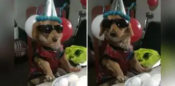 “Solo estamos tú y yo”: Adulto mayor recita emotivo poema a su perrito en un tierno cumpleaños “Solo estamos tú y yo”: Adulto mayor recita emotivo poema a su perrito en un tierno cumpleaños