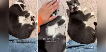 Joven pensó que su gato había muerto: estaba durmiendo y se enojó con su dueña por despertarlo