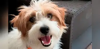 Hombre asesina al perro de asistencia de una niña con epilepsia en Argentina y amenaza de muerte al resto de su familia