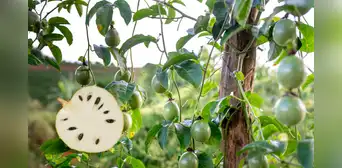 ¿Para qué sirven las hojas de guanábana? Descubre los usos populares de esta planta medicinal ¿Para qué sirven las hojas de guanábana? Descubre los usos populares de esta planta medicinal