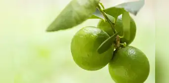 Las hojas de limón se posicionan como alternativa natural para aliviar dolencias comunes Las hojas de limón se posicionan como alternativa natural para aliviar dolencias comunes