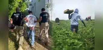 ICE en California: inmigrantes no salen a trabajar en los campos agrícolas por temor a las redadas