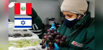 Uva peruana se abre paso al mercado de Israel: Perú se consolida como primer exportador de esta fruta en el mundo Uva peruana se abre paso al mercado de Israel: Perú se consolida como primer exportador de esta fruta en el mundo