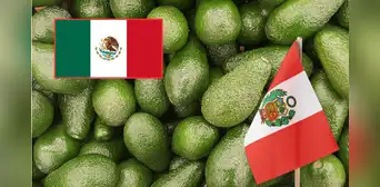 Productores mexicanos se muestran preocupados por la caída del aguacate en EE. UU. y la posición de la palta peruana en Europa: “Llega hasta España”