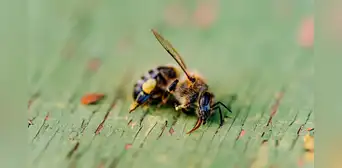 Los productos químicos para la agricultura están acabando con las abejas, según científicos Los productos químicos para la agricultura están acabando con las abejas, según científicos
