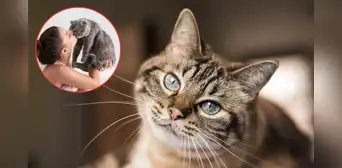 ¿Cómo elige un gato a su persona favorita? Claves para entender su comportamiento y señales de afecto