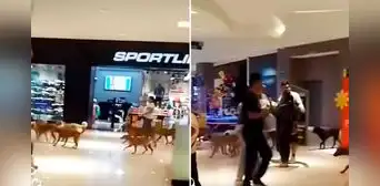 Captan a manada de perros paseando en centro comercial de Perú y en redes bromean: “Aprovechan el 2X1 en croquetas”