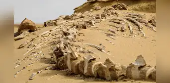 Las ballenas primitivas tenían pies y dedos, según fósiles hallados en un sitio paleontológico en el desierto del Sahara