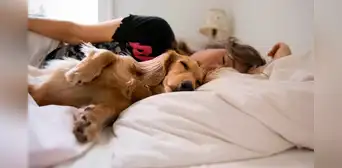 ¿Es malo dormir con tu perro en la cama? Estudios indican las ventajas y problemas de descansar con tu mascota