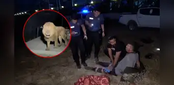 Un león escapó de un zoológico en Turquía, atacó a un granjero y este lo venció con sus propias manos: “Lo asfixié”