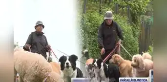 Joven peruano renunció su empleo en una fábrica y ahora gana S/3.000 paseando perros en Lima: "Es el trabajo ideal"