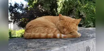 Científicos descubren que la mayoría de los gatos duermen del lado izquierdo para reaccionar ante una amenaza
