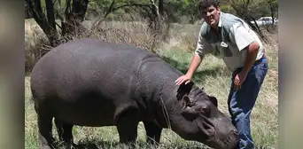 Granjero crió a un hipopótamo como a su hijo, pero este lo atacó salvajemente hasta matarlo: el triste final de Marius Els