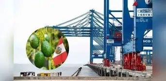 Megapuerto de Chancay: la palta se convierte en el producto de mayor exportación al mundo y China en el principal destino